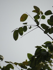 Swietenia macrophylla