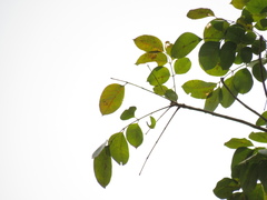 Swietenia macrophylla