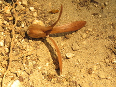 Triplaris americana