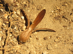 Triplaris americana