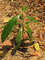 Aspidosperma desmanthum