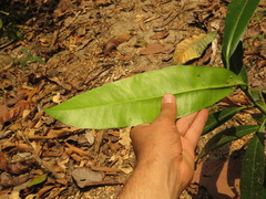 Aspidosperma desmanthum