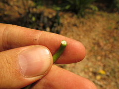 Aspidosperma desmanthum