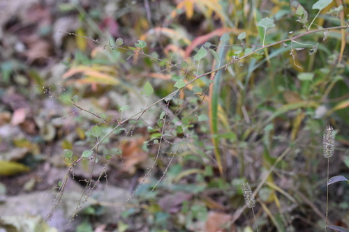 Chenopodium gracilispicum