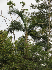 Bactris gasipaes