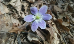 Hepatica americana