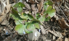 Hepatica americana