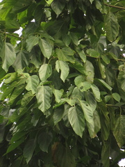 Pterygota colombiana