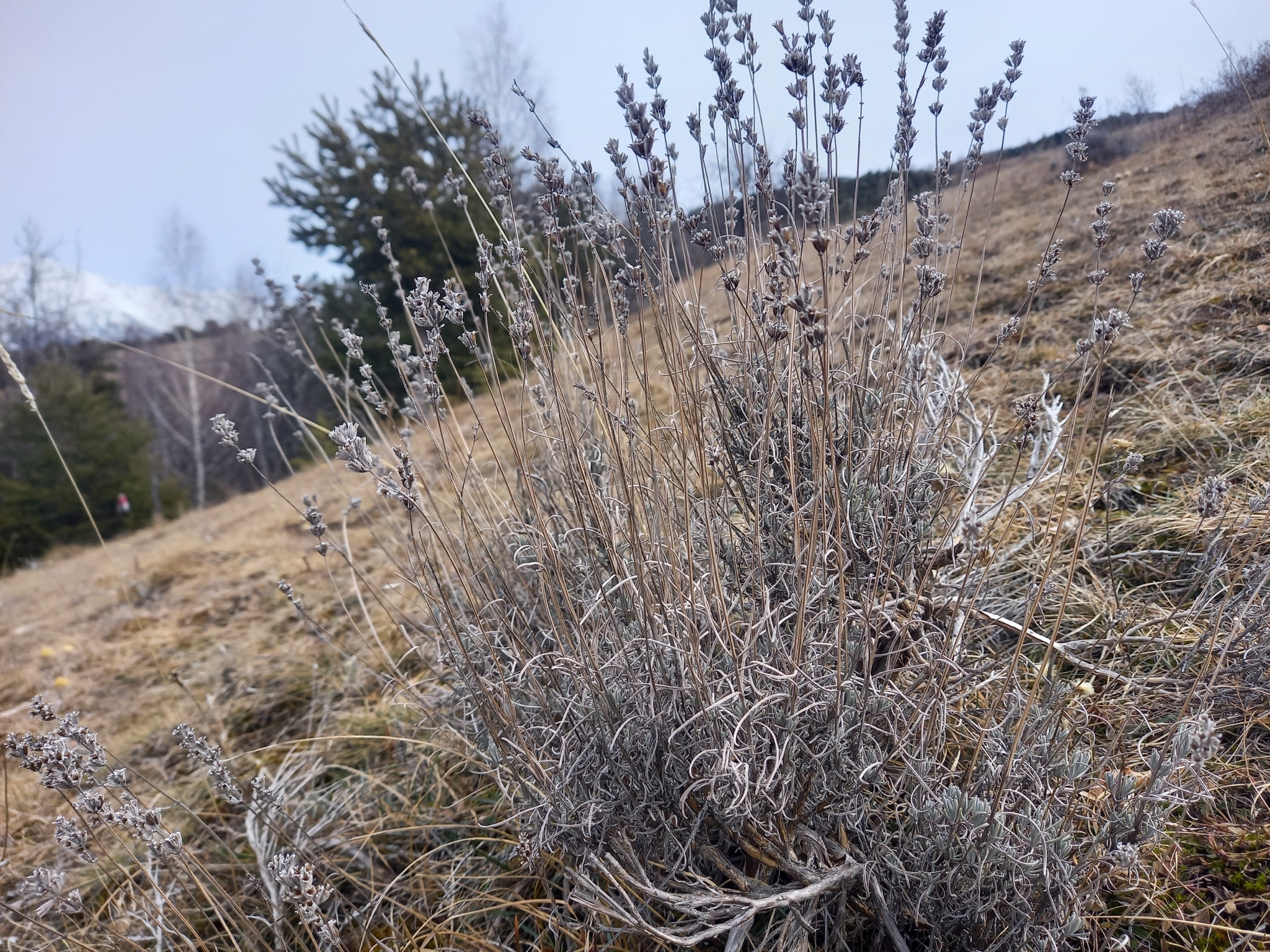Imagem de Lavanda