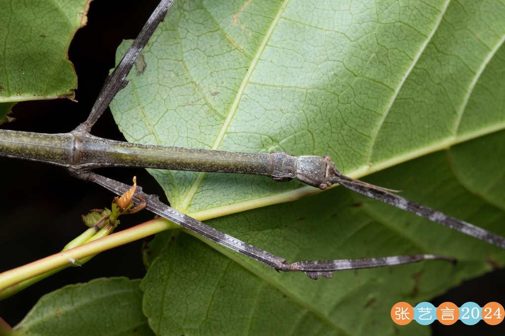 branchlet stick-insects from 中国贵州省黔东南苗族侗族自治州黎平县 on July 20, 2023 by 张艺言 ...