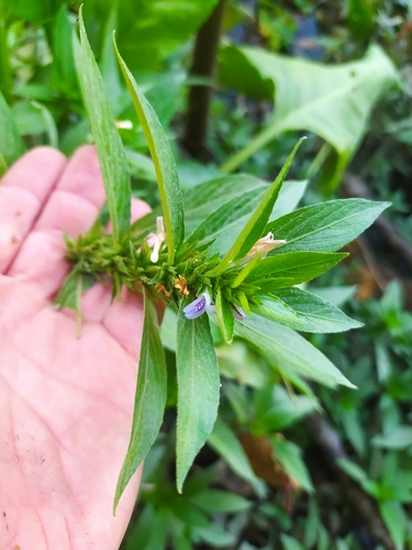 Image of Hygrophila costata by (c) Mariano Cosentino, some rights reserved (CC BY)