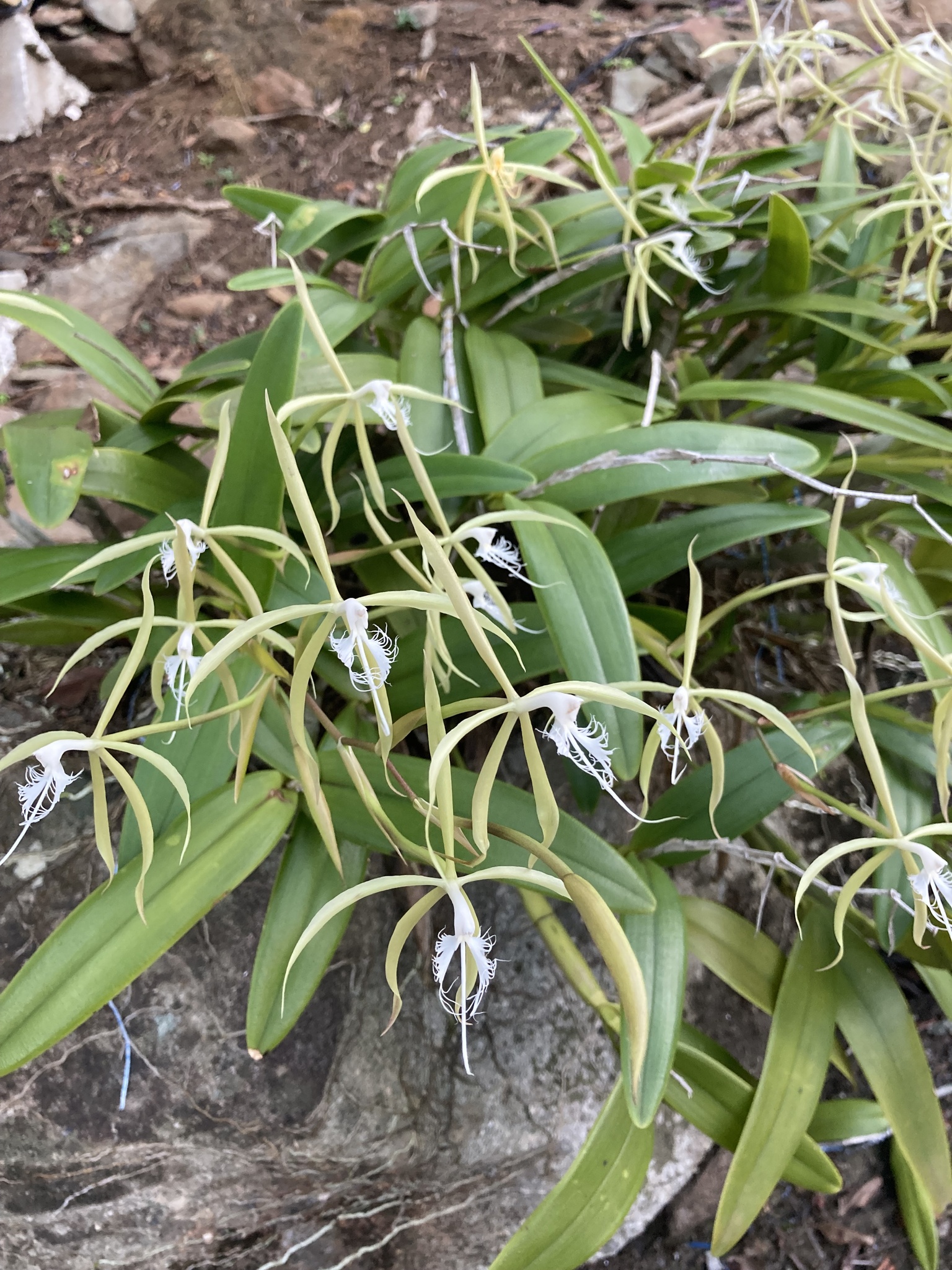 Imagem de Orquídea Chuva de Ouro