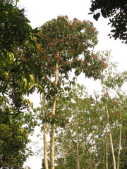 Triplaris americana
