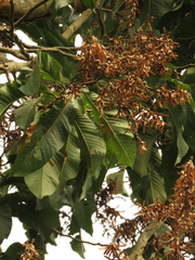 Triplaris americana