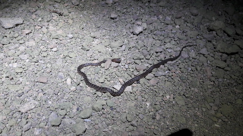 Egyptian catsnake