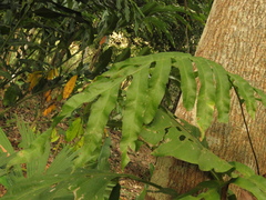 Phlebodium decumanum