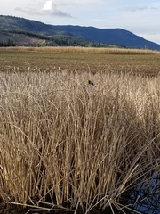 Xanthocephalus xanthocephalus