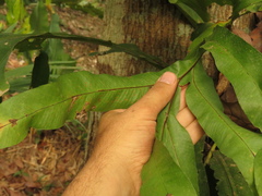 Phlebodium decumanum