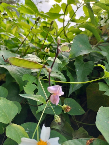 Lablab purpureus