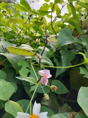 Lablab purpureus