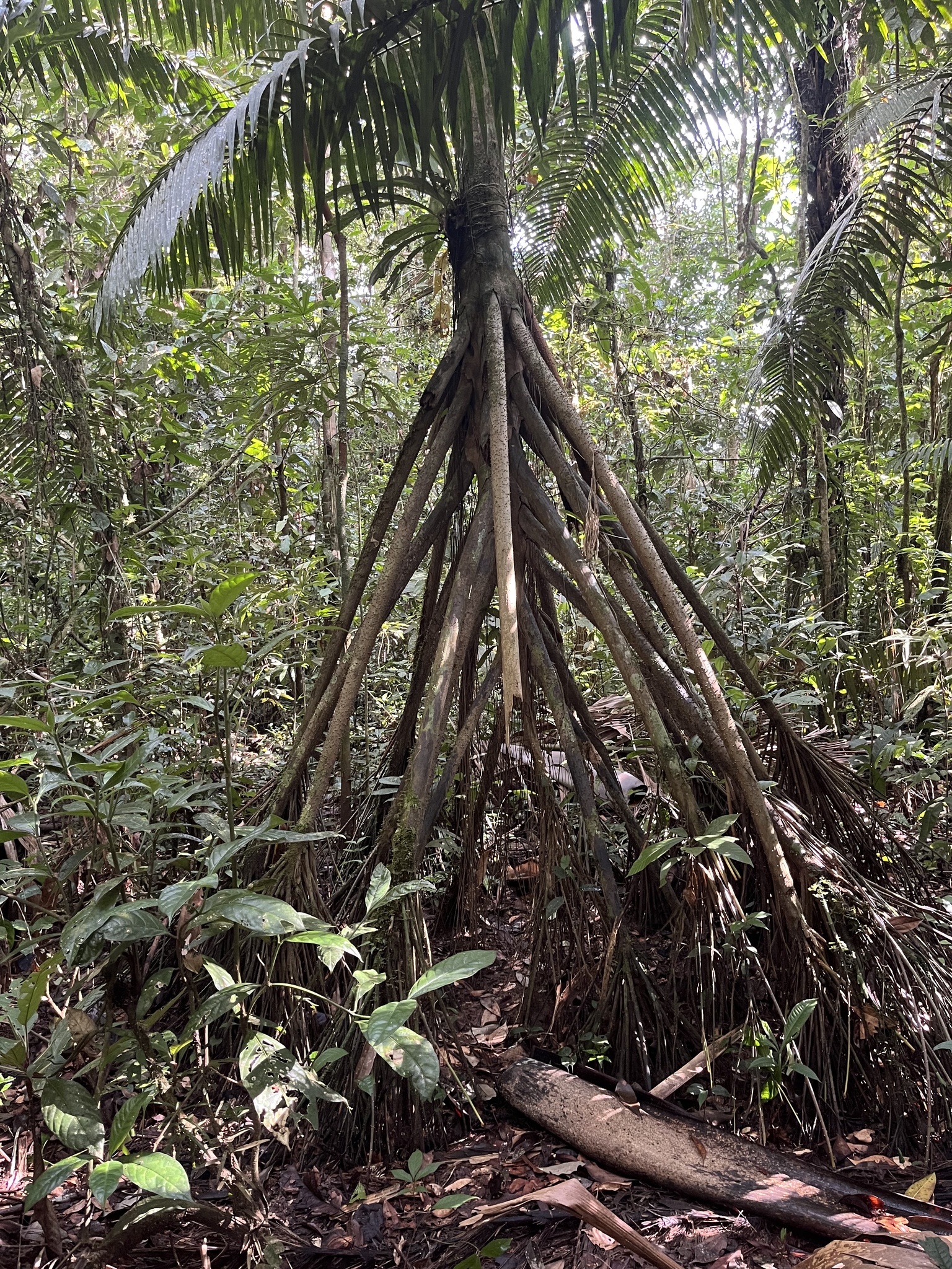 Imagem de Palmeira-rabo-de-peixe