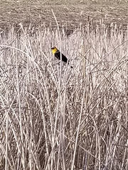 Xanthocephalus xanthocephalus