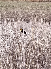 Xanthocephalus xanthocephalus