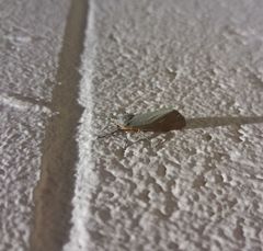 Virbia laeta