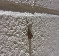 Virbia laeta