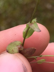 Paysonia lescurii