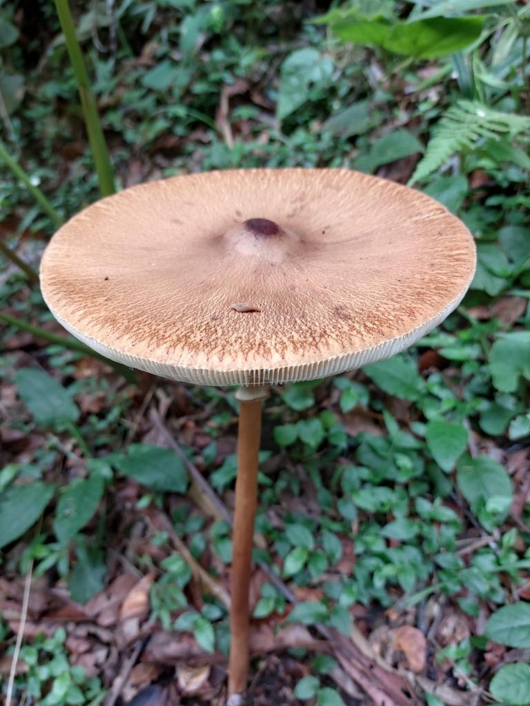 Macrolepiota capelariae · January 2024 · photo: © danielsd (iNaturalist, cc-by-nc)