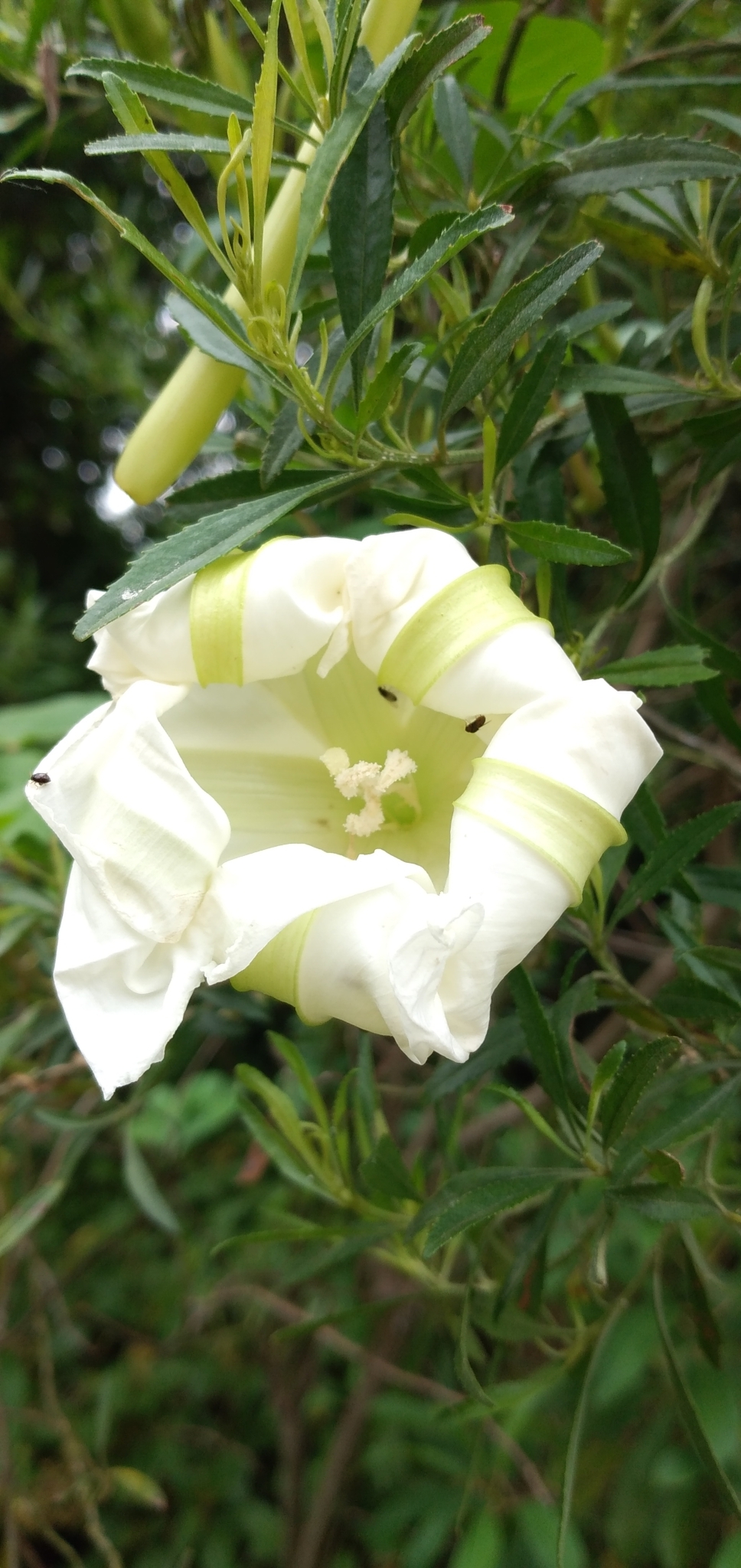Ipomoea alba