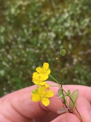 Paysonia lescurii