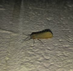 Virbia laeta