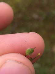 Paysonia lescurii