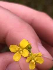 Paysonia lescurii
