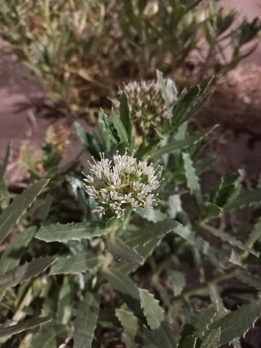 Calycera crassifolia (Calycera crassifolia)