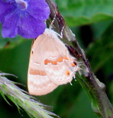 Rubroserrata ecbatana