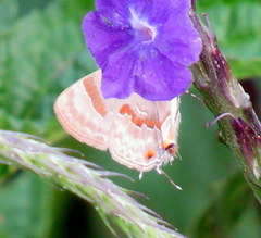 Rubroserrata ecbatana