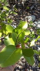 Coccoloba microstachya