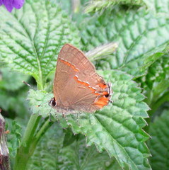 Electrostrymon endymion