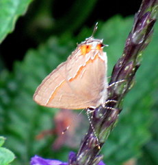 Electrostrymon endymion
