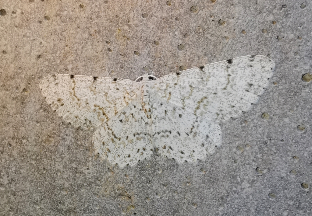 Catoria sublavaria
