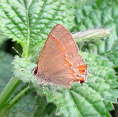 Electrostrymon endymion