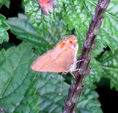 Electrostrymon endymion
