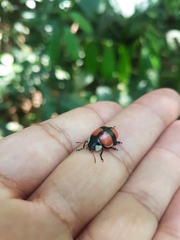 Deuterocampta achardi