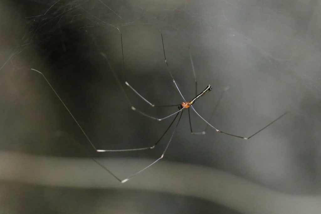 Pholcus arayat