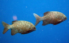 Blue Sea Chub photo 4