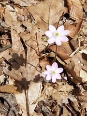 Hepatica acutiloba