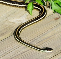 Thamnophis proximus proximus